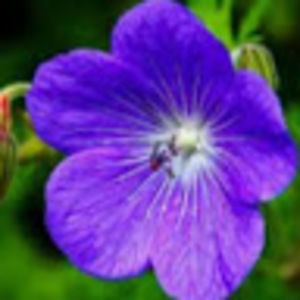 Meet your Posher, Violet a